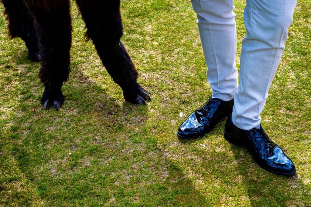 A man and an alpaca's feet