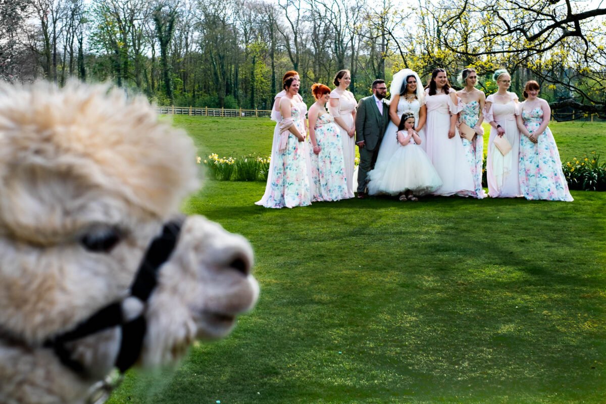 An alpaca photobombs the bride and bridesmaids