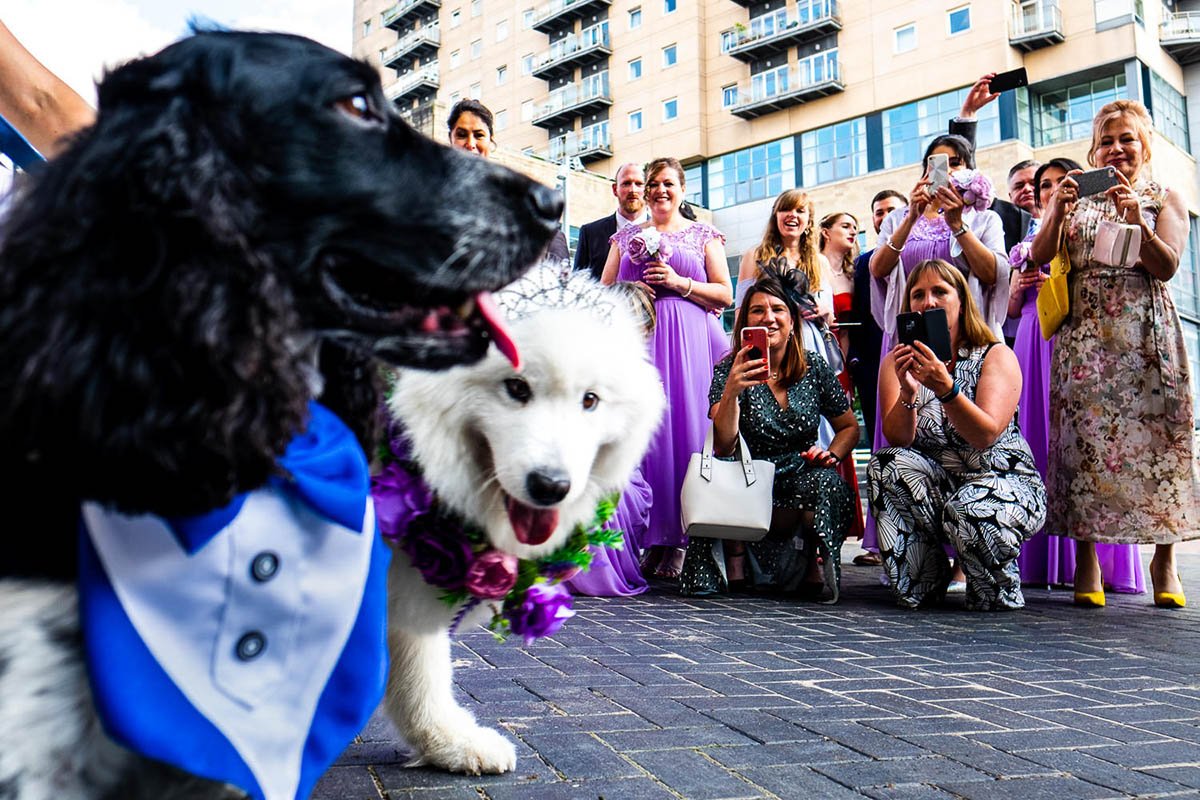 Guests take photos of two dogs at a Lowry Theatre wedding at Salford Quays