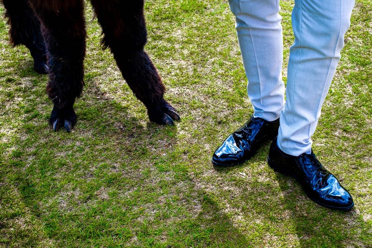 The feet of a llama and a magician during a wedding at Singleton Manor