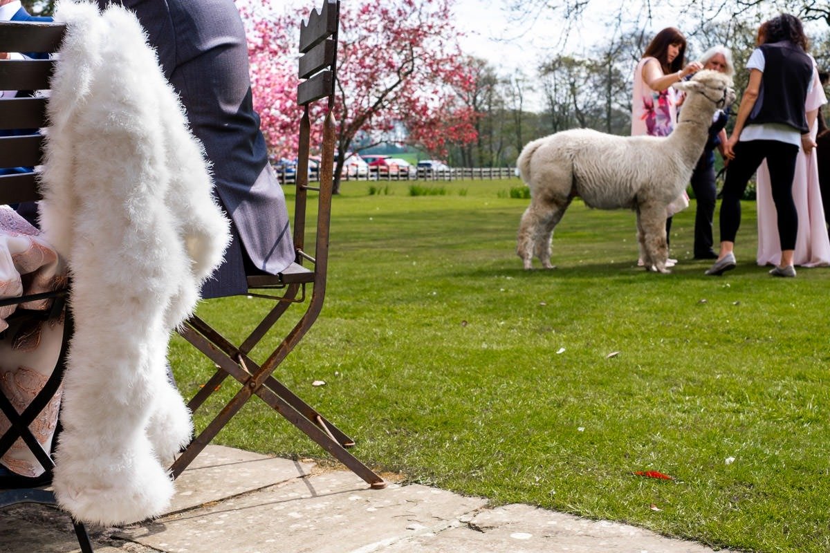 A llama and a fur coat at a Singleton Lodge wedding