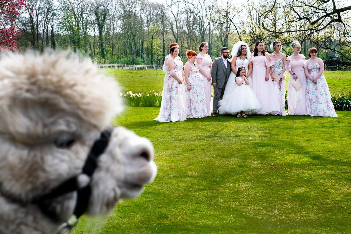 Bride and guests pose for a group photo as a llama looks on at Singleton Lodge